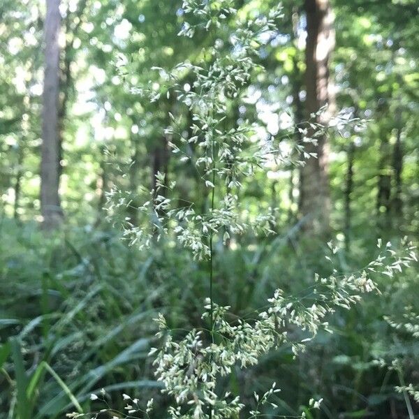 Deschampsia cespitosa Kwiat