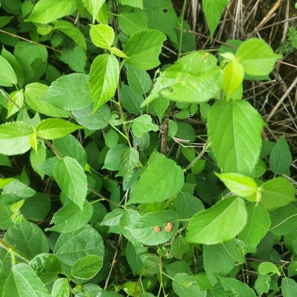 Acalypha crenata Deilen