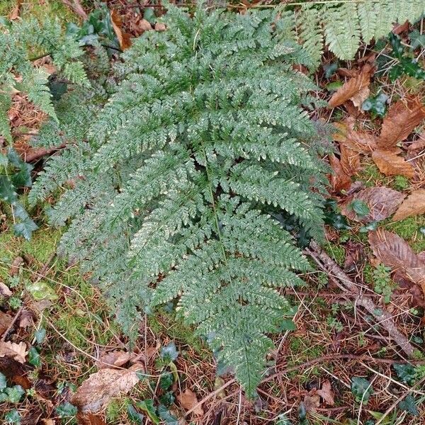 Dryopteris dilatata Листок