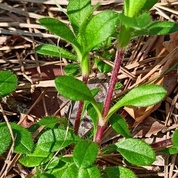 Cerastium holosteoides Leaf