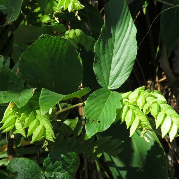 Flemingia strobilifera برگ