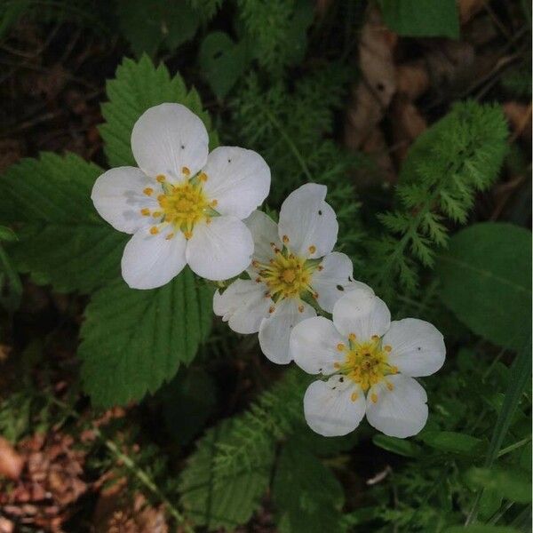 Fragaria vesca Žiedas