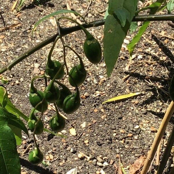 Solanum aviculare Ovoce