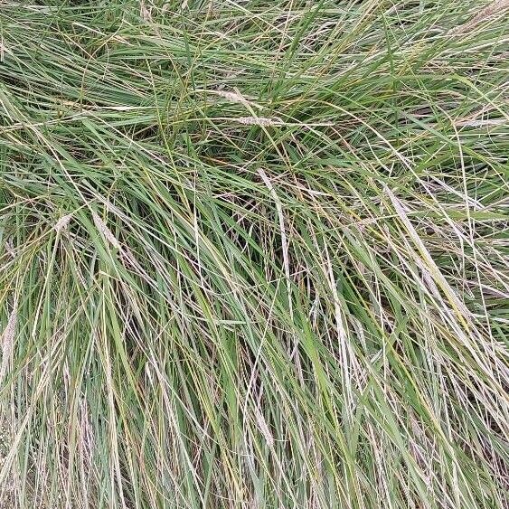 Carex paniculata Fuelha