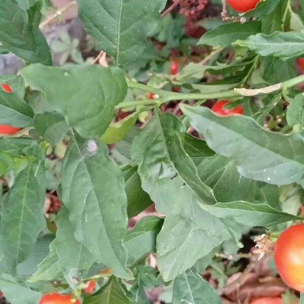 Solanum pseudocapsicum Yaprak