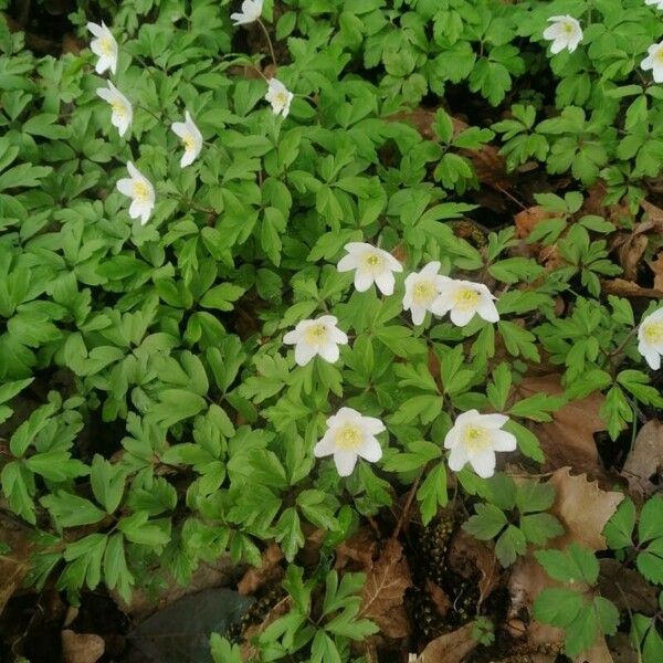 Anemone nemorosa Blomst