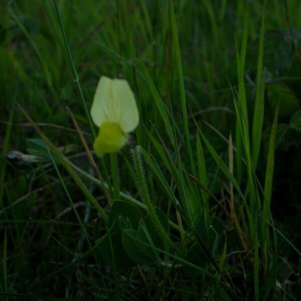 Lotus maritimus Natur