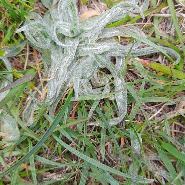 Plantago monosperma Liść