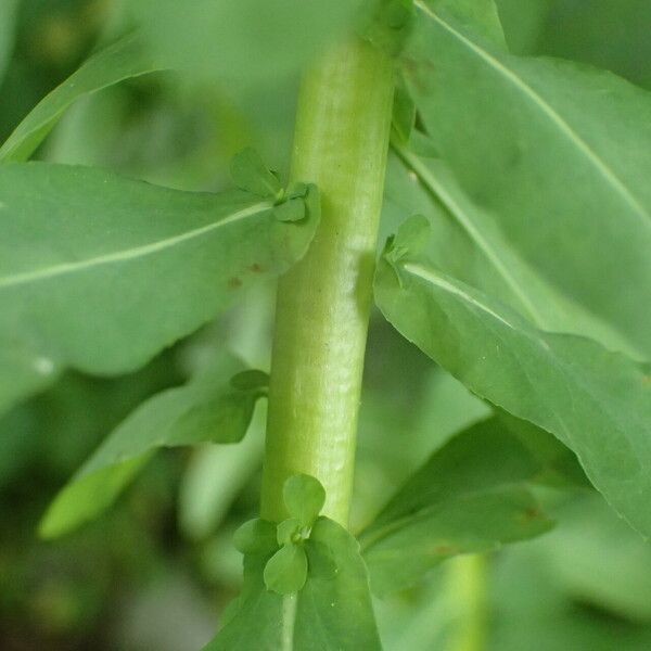 Euphorbia stricta Écorce