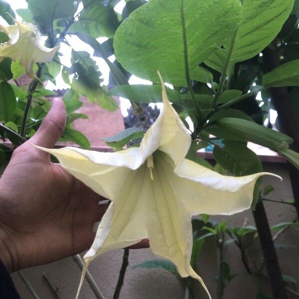 Brugmansia suaveolens 花