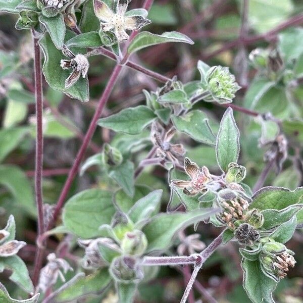 Lagascea mollis Blomst