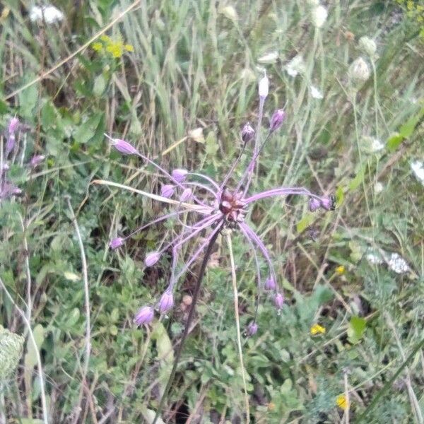 Allium carinatum Kukka