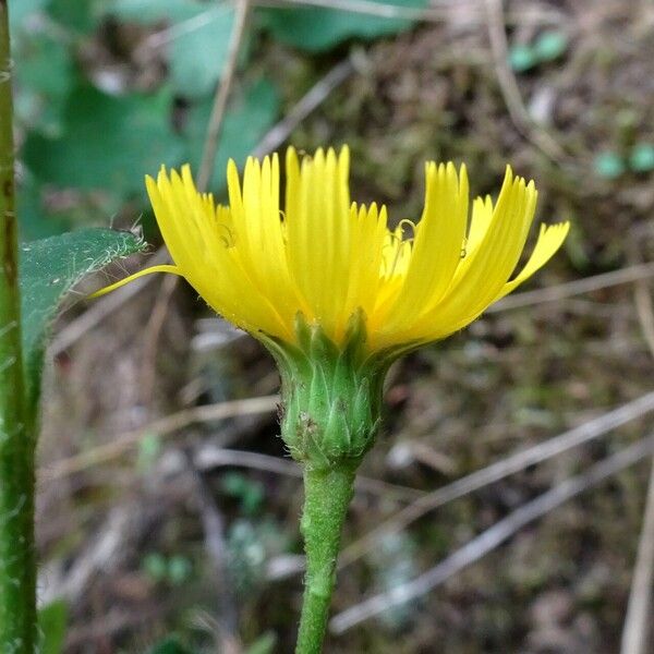 Hieracium sabaudum Floare