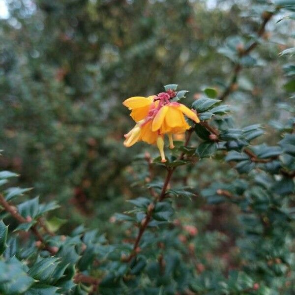 Berberis darwinii Floare