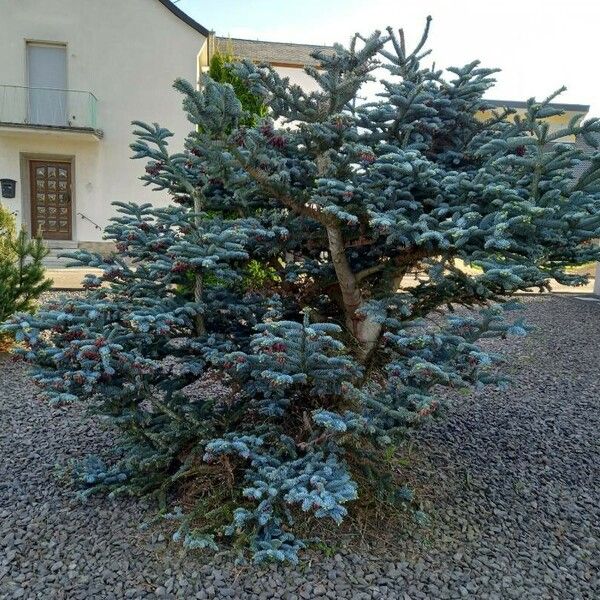 Abies procera موطن