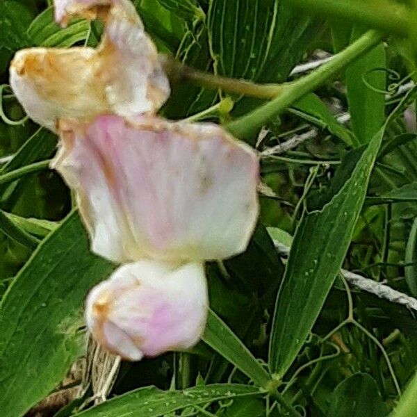 Lathyrus odoratus Kwiat