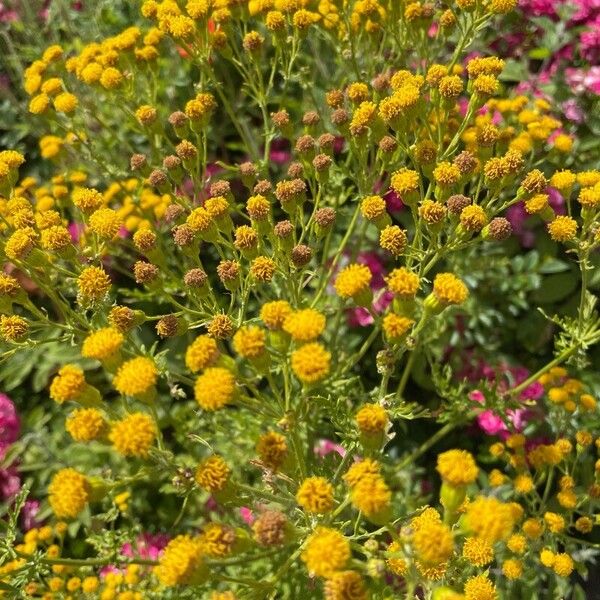 Senecio sylvaticus Flor