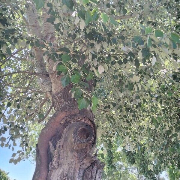 Populus alba Foglia