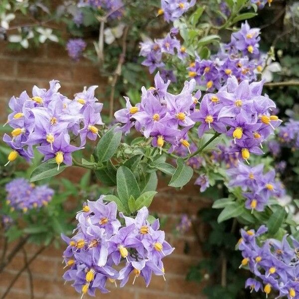 Solanum laxum Flor