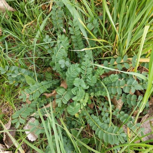 Sanguisorba minor 整株植物