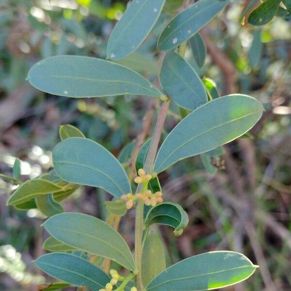 Acacia myrtifolia Blad