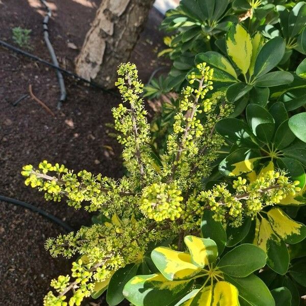 Heptapleurum arboricola Flower