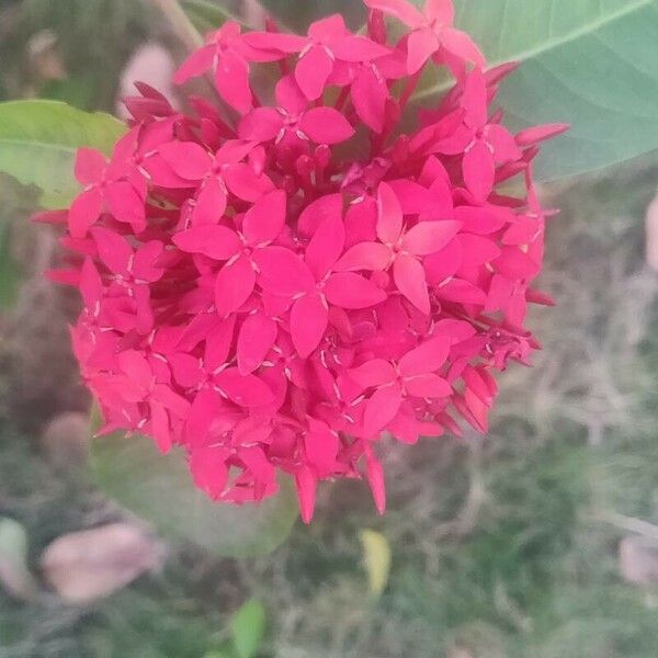 Ixora chinensis പുഷ്പം