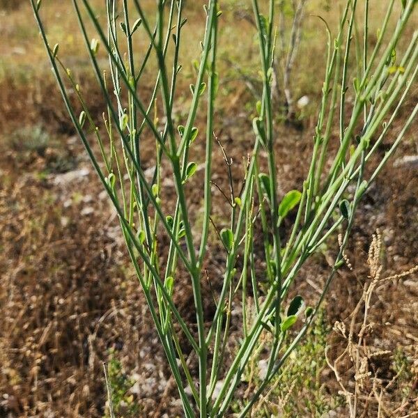 Moringa peregrina Yaprak