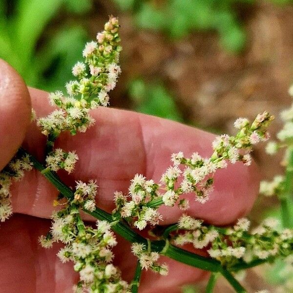 Rumex arifolius Kwiat