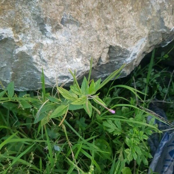 Epilobium roseum Kukka