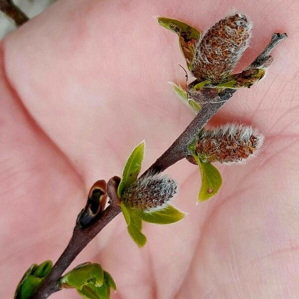 Salix myrsinifolia Kwiat
