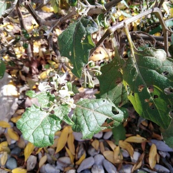 Solanum douglasii पत्ता