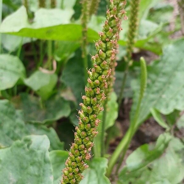 Plantago major Fruitua