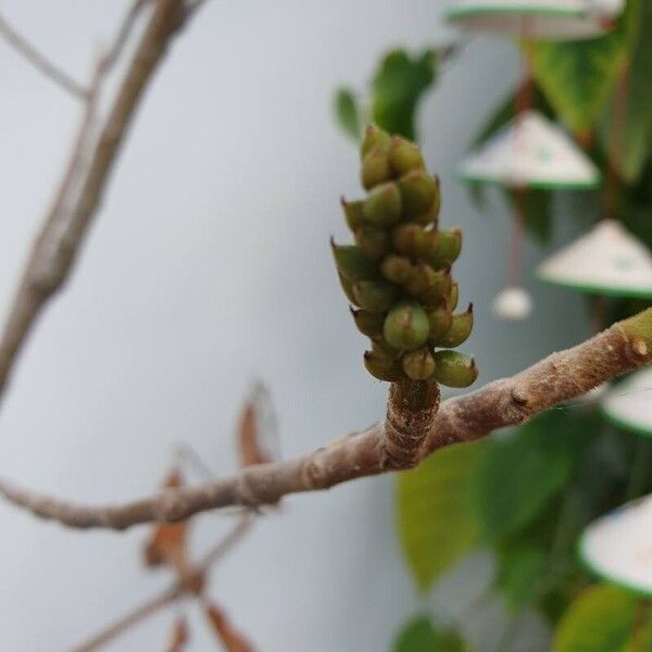 Magnolia champaca Λουλούδι