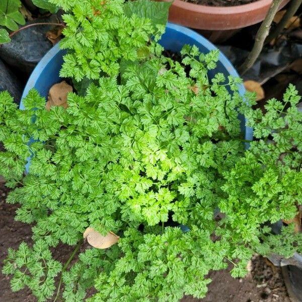 Anthriscus cerefolium Feuille