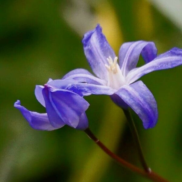 Scilla luciliae Blodyn