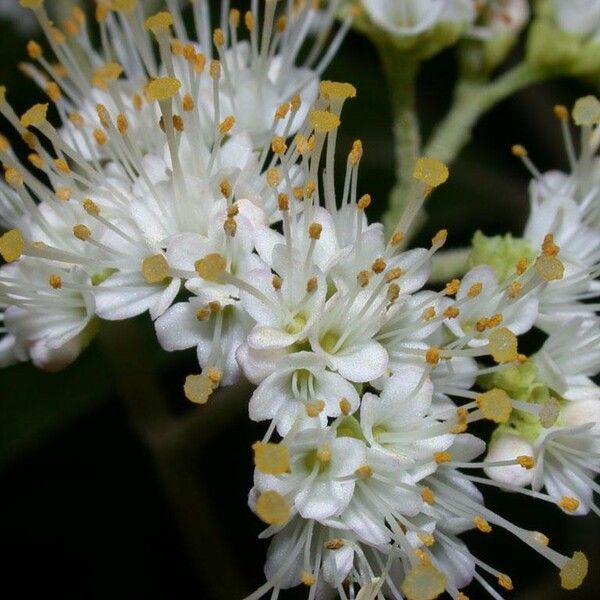 Callicarpa acuminata Floare
