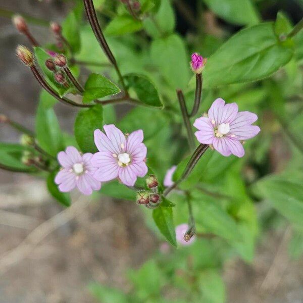 Epilobium parviflorum Žiedas