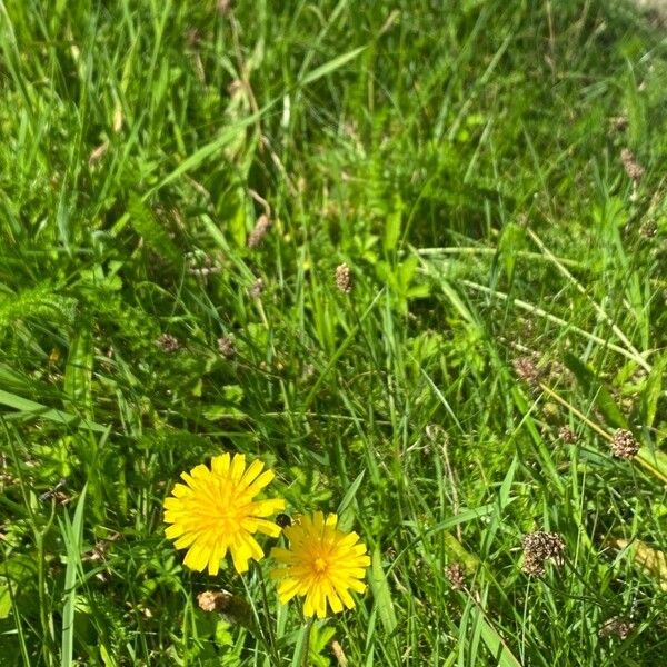 Scorzoneroides autumnalis Bloem