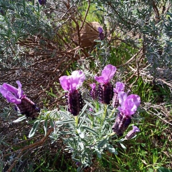 Lavandula stoechas Цветок