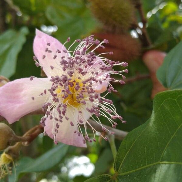 Bixa orellana Flower