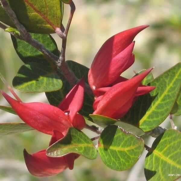 Arthroclianthus deplanchei Blomma