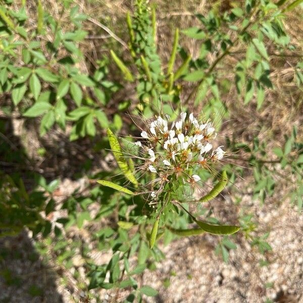 Cleome dodecandra Кветка