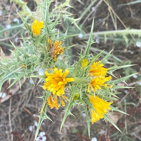 Scolymus hispanicus Bloem