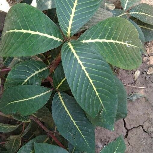 Sanchezia nobilis পাতা