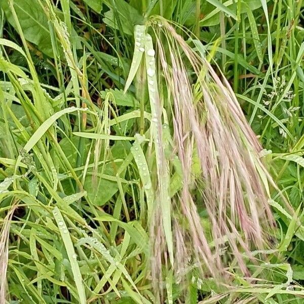 Bromus tectorum Blüte