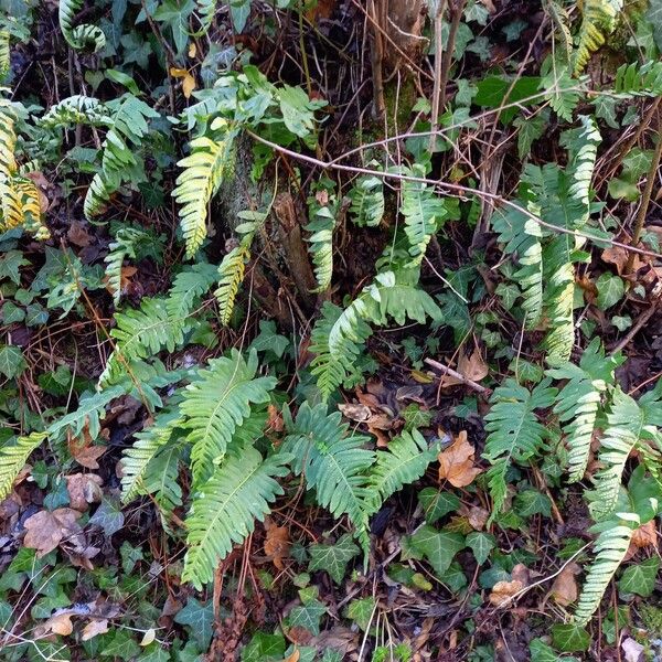 Polypodium vulgare ശീലം