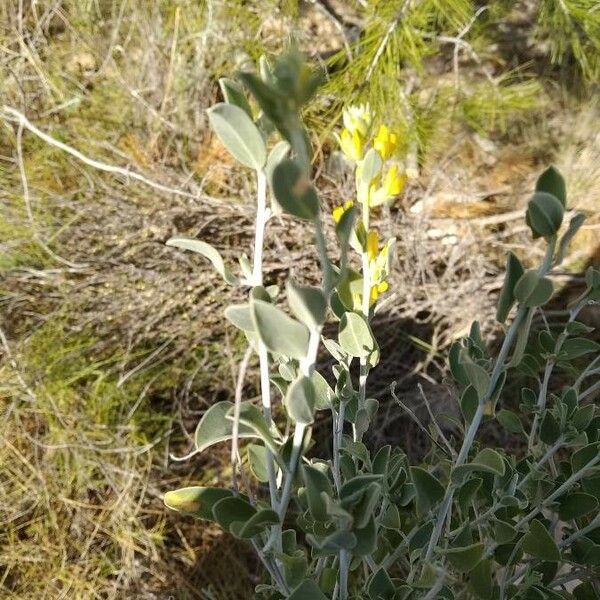 Anthyllis cytisoides ফুল