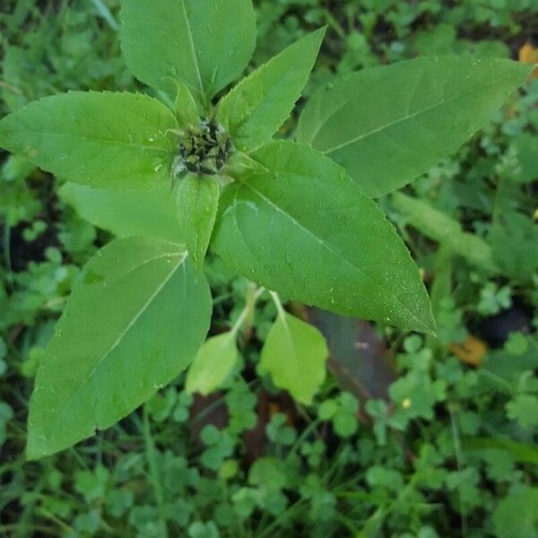 Helianthus annuus 叶