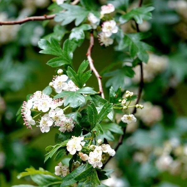 Crataegus azarolus Yaprak